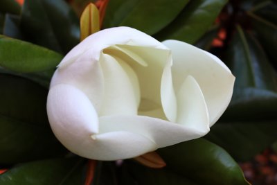 Magnolia grandiflora 'DD Blanchard' - šácholán velkokvětý - květ02